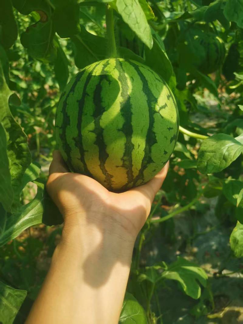精品小吊瓜西瓜大量上市，小糖丸西瓜，大量出售