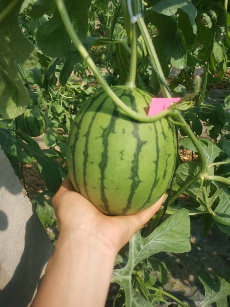 精品小吊瓜西瓜大量上市，小糖丸西瓜，大量出售