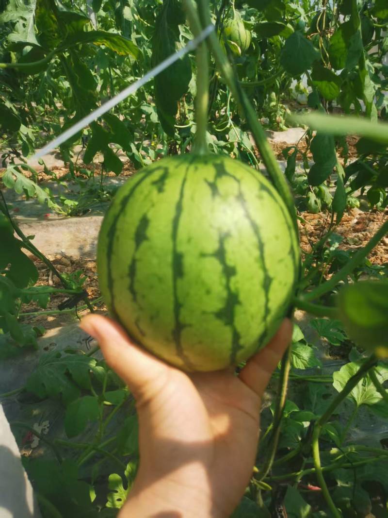 精品小吊瓜西瓜大量上市，小糖丸西瓜，大量出售
