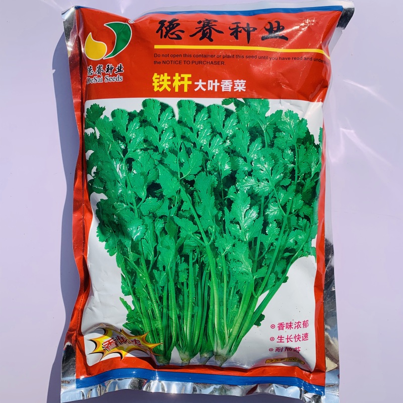 罗马铁杆大叶香菜种子意大利优质香菜耐热耐寒四季香菜种子