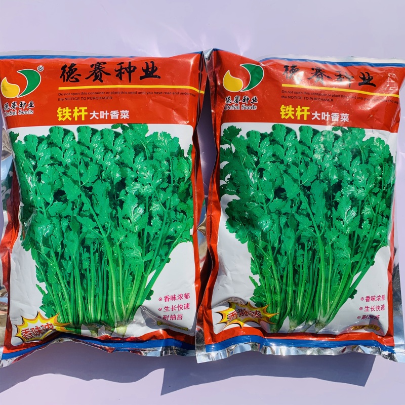 罗马铁杆大叶香菜种子意大利优质香菜耐热耐寒四季香菜种子