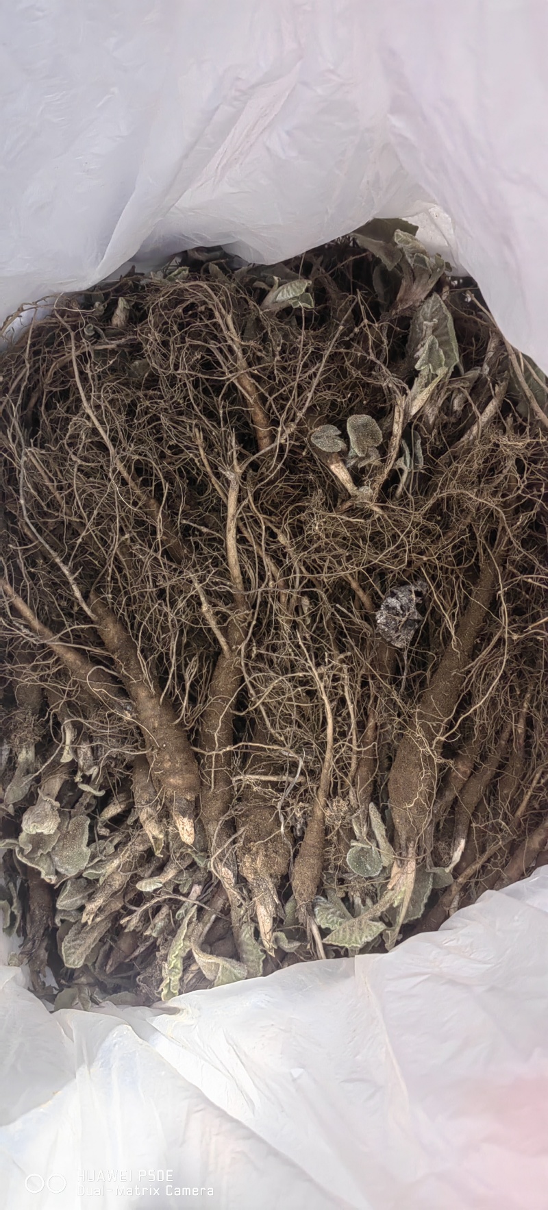 云木香苗