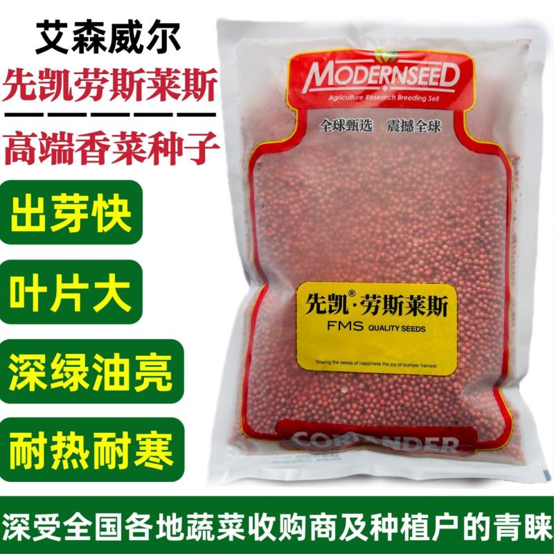 进口大叶香菜种子先凯劳斯莱斯香菜种籽油亮光泽耐热耐寒四季