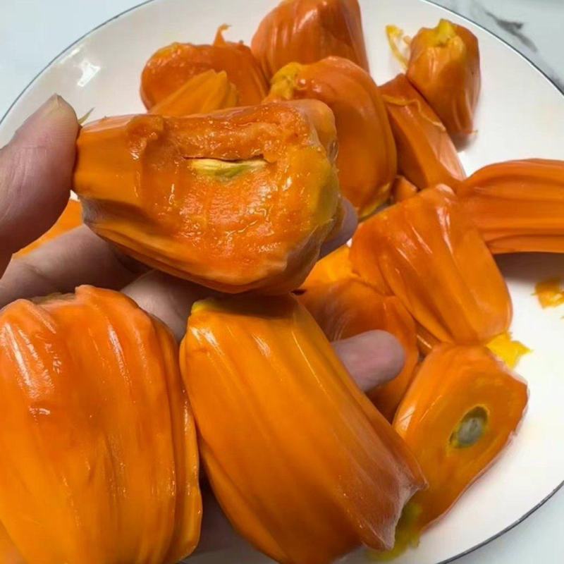红肉菠萝蜜苗，嫁接苗，营养杯苗