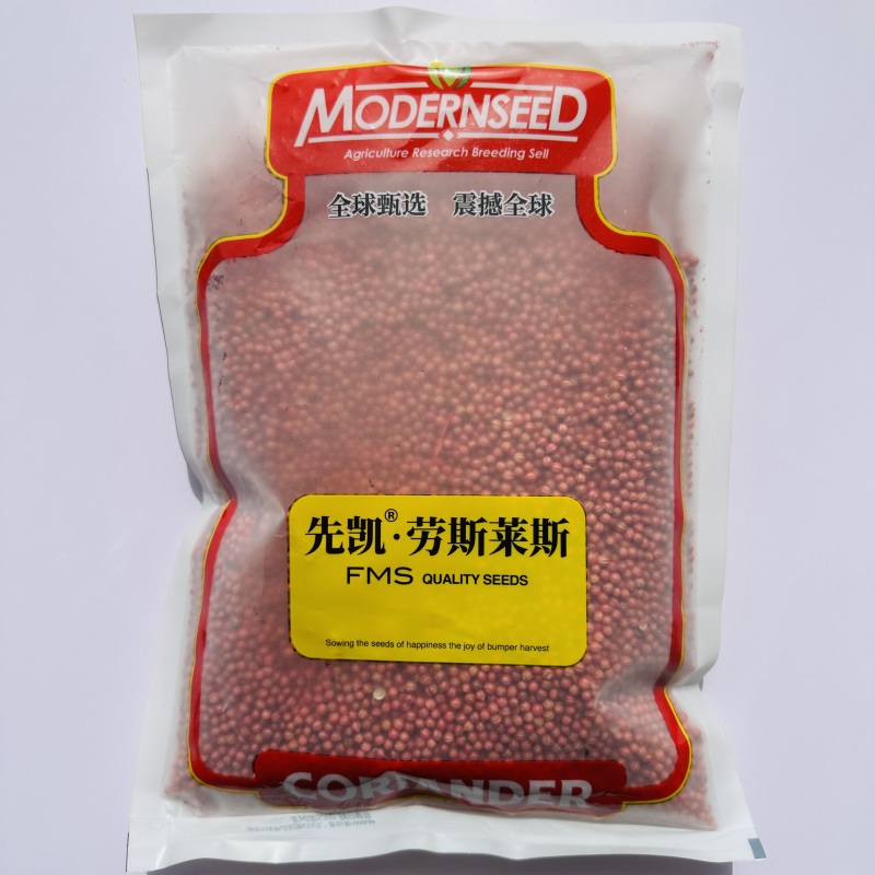 进口大叶香菜种子先凯劳斯莱斯香菜种籽油亮光泽耐热耐寒四季