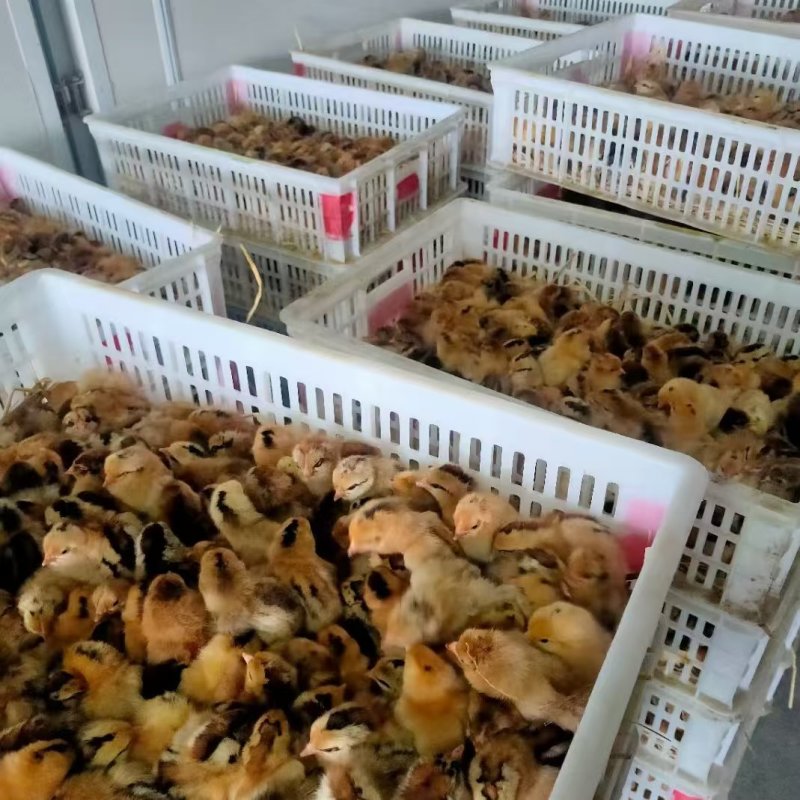 苏禽土鸡苗苏禽绿壳蛋鸡苗淮南草鸡苗红瑶鸡苗