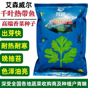 千叶热带鱼香菜种子出芽快芫荽种籽耐热耐寒四季大叶香菜种籽
