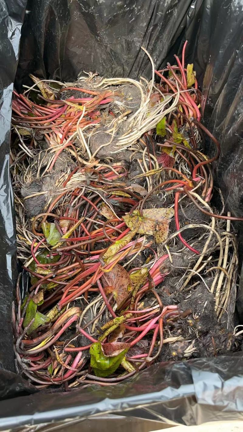 白洋淀古代红莲基地货源充足欢迎电话洽谈