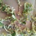 花菜干新货花菜干花椰菜干货菜类食材大全火锅商用干花菜脱