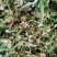 花菜干新货花菜干花椰菜干货菜类食材大全火锅商用干花菜脱