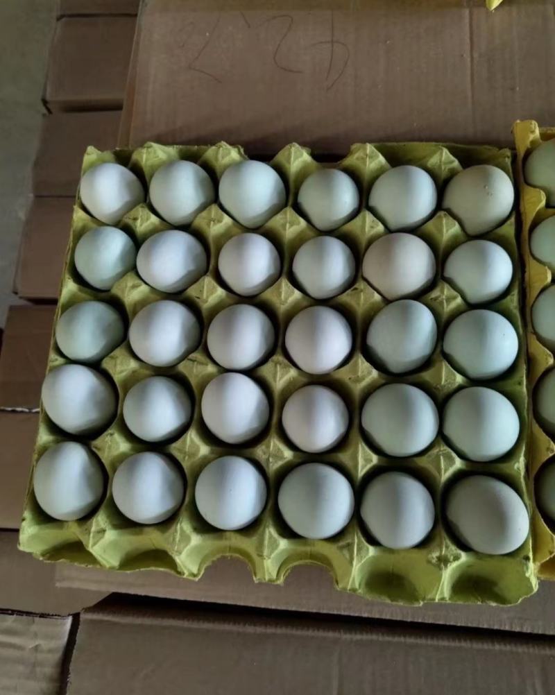 绿壳鸡蛋精品一手货源价格美丽，有需要的老板请联系！！！！