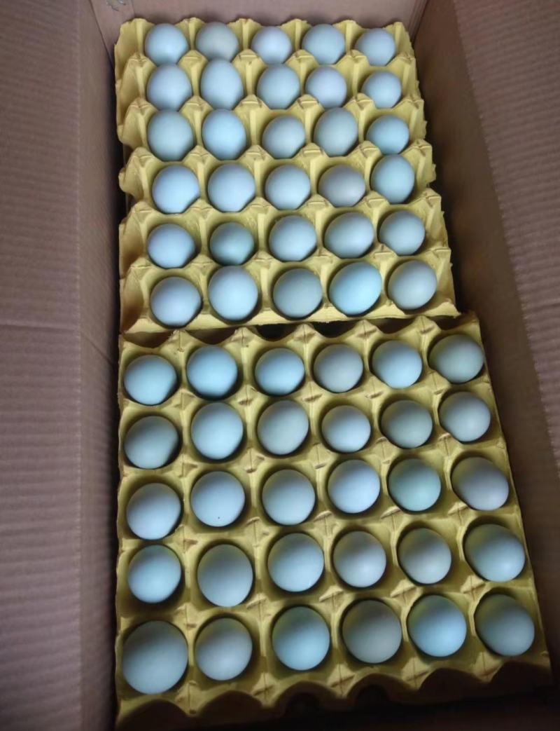 绿壳鸡蛋精品一手货源价格美丽，有需要的老板请联系！！！！