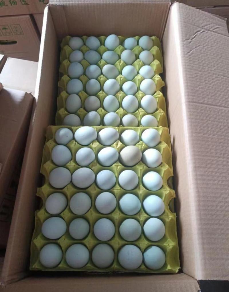 绿壳鸡蛋精品一手货源价格美丽，有需要的老板请联系！！！！