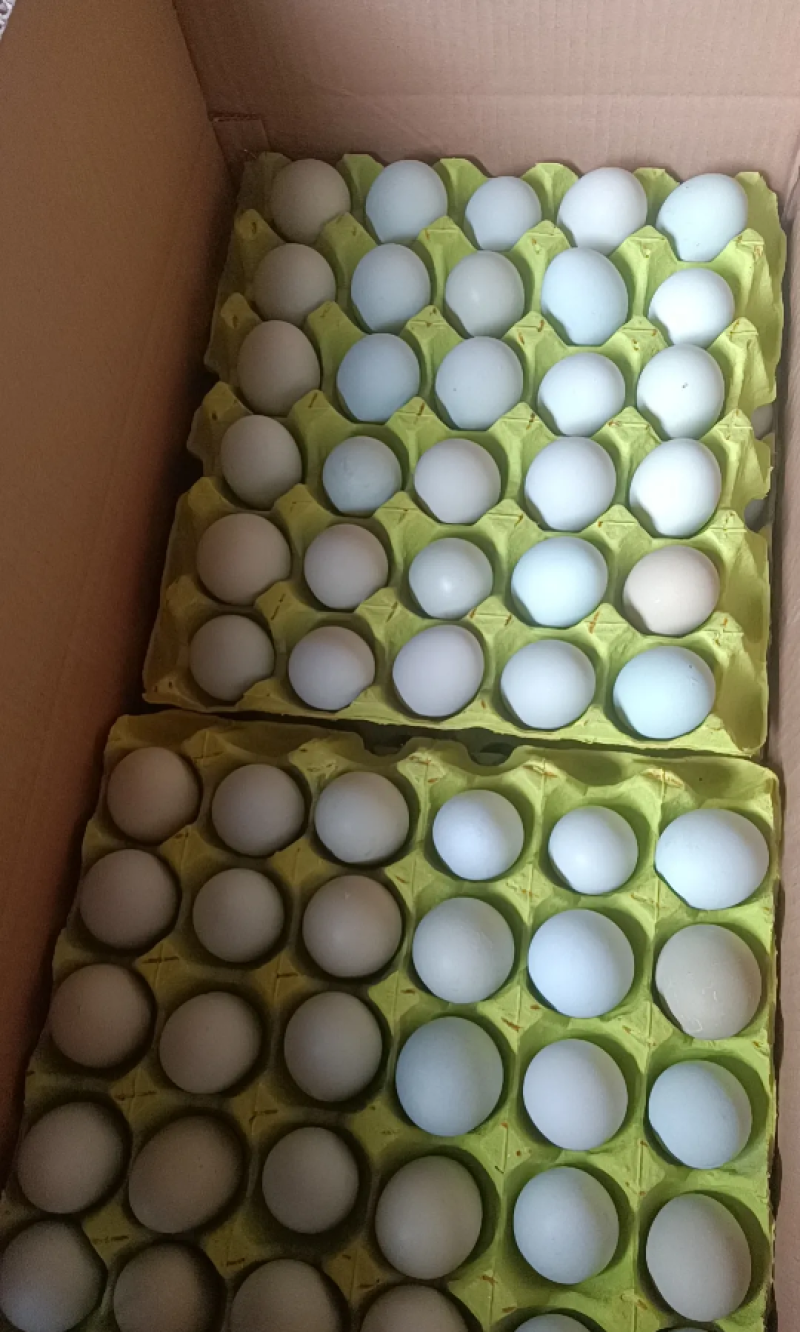 绿壳鸡蛋精品一手货源价格美丽，有需要的老板请联系！！！！