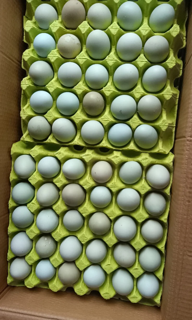 绿壳鸡蛋精品一手货源价格美丽，有需要的老板请联系！！！！