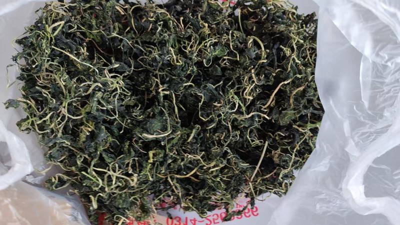 蒲公英干烫熟后晒干美味