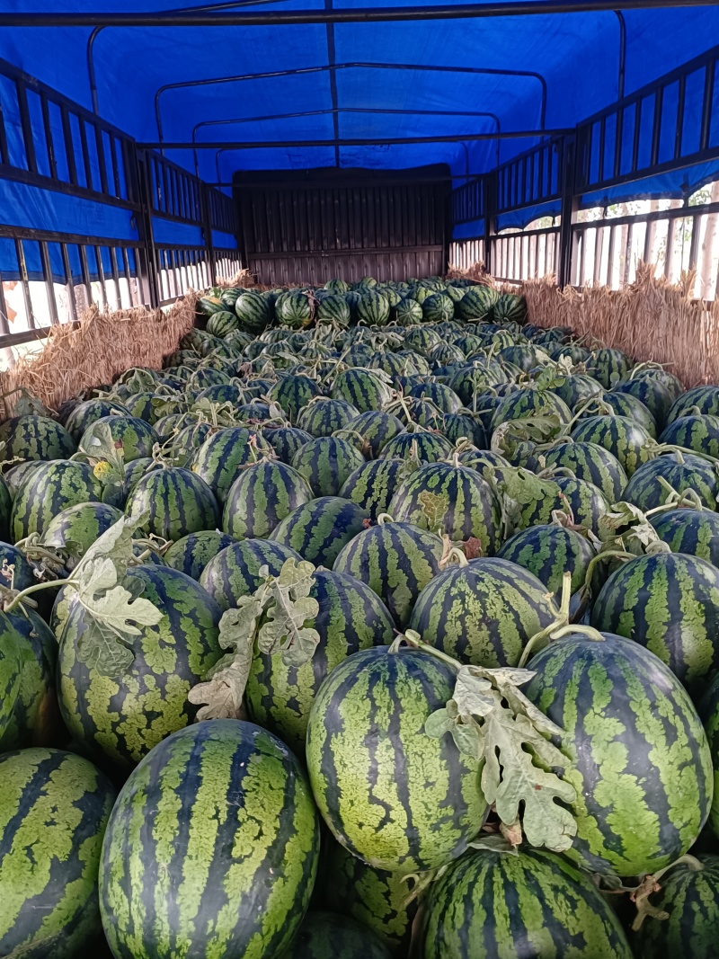 甜王西瓜，大量上市中，我处包装齐全，配车方便，产地直供