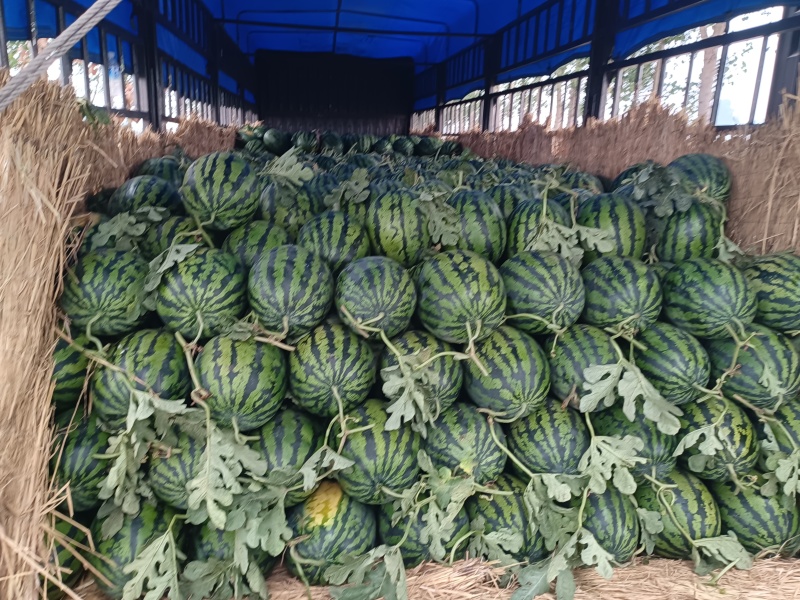 西瓜，甜王西瓜产地直供，各种包装齐全，发往全国各地