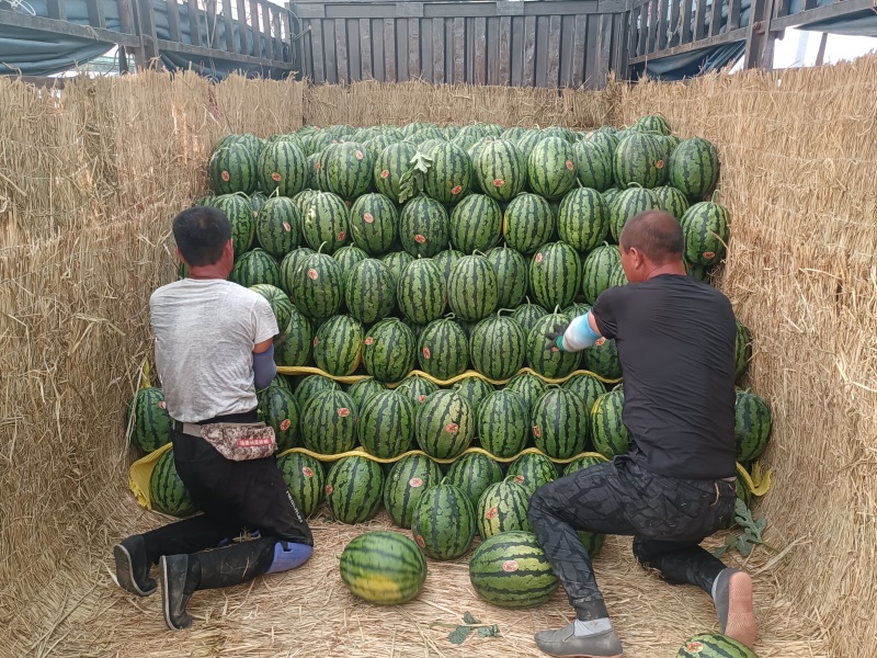 甜王西瓜山东西瓜产地直销货源充足包装齐全欢迎老板预购