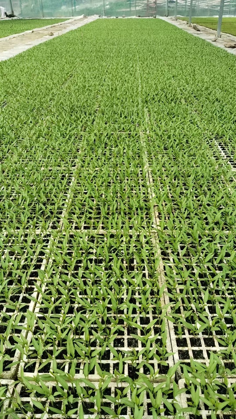 育苗基质厂家直发量大价优保证质量欢迎随时联系