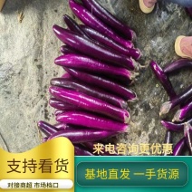 精品长茄子，产地直发，量大从优，一手货源