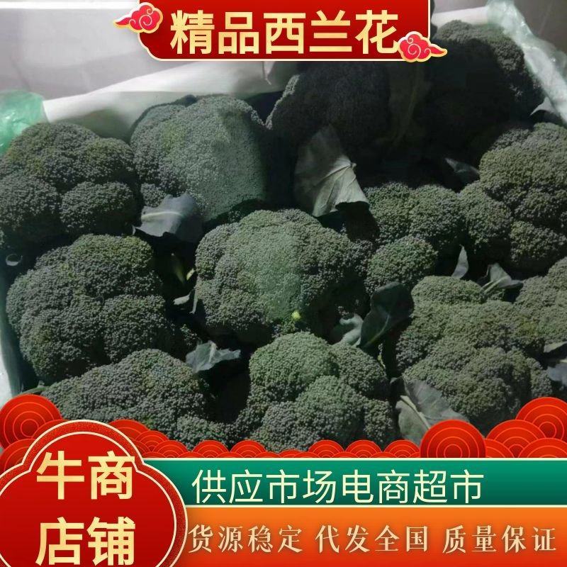 精品西蓝花，一手货源，量大从优，价格美丽
