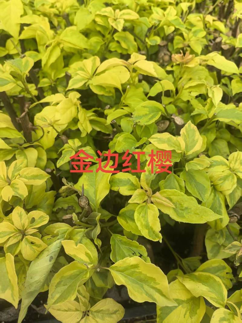 100多个品种三角梅小袋苗，基地批发，质优价美