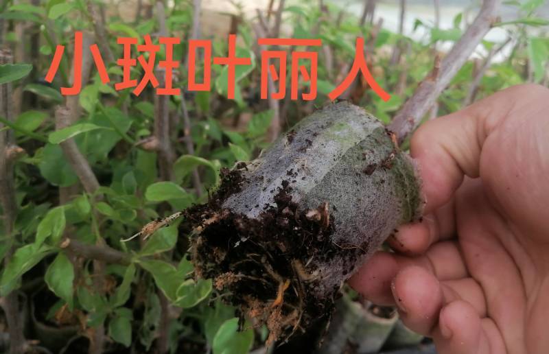 100多个品种三角梅小袋苗，基地批发，质优价美