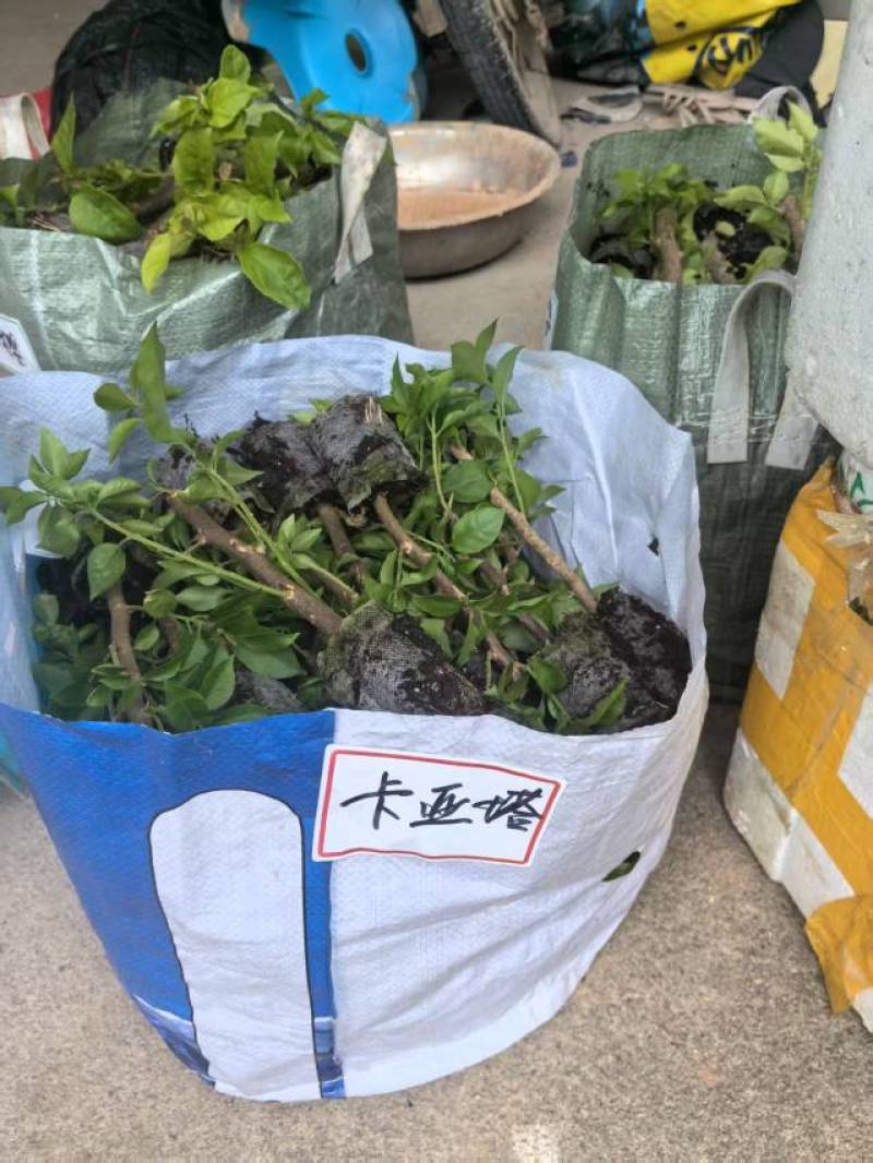 100多个品种三角梅小袋苗，基地批发，质优价美