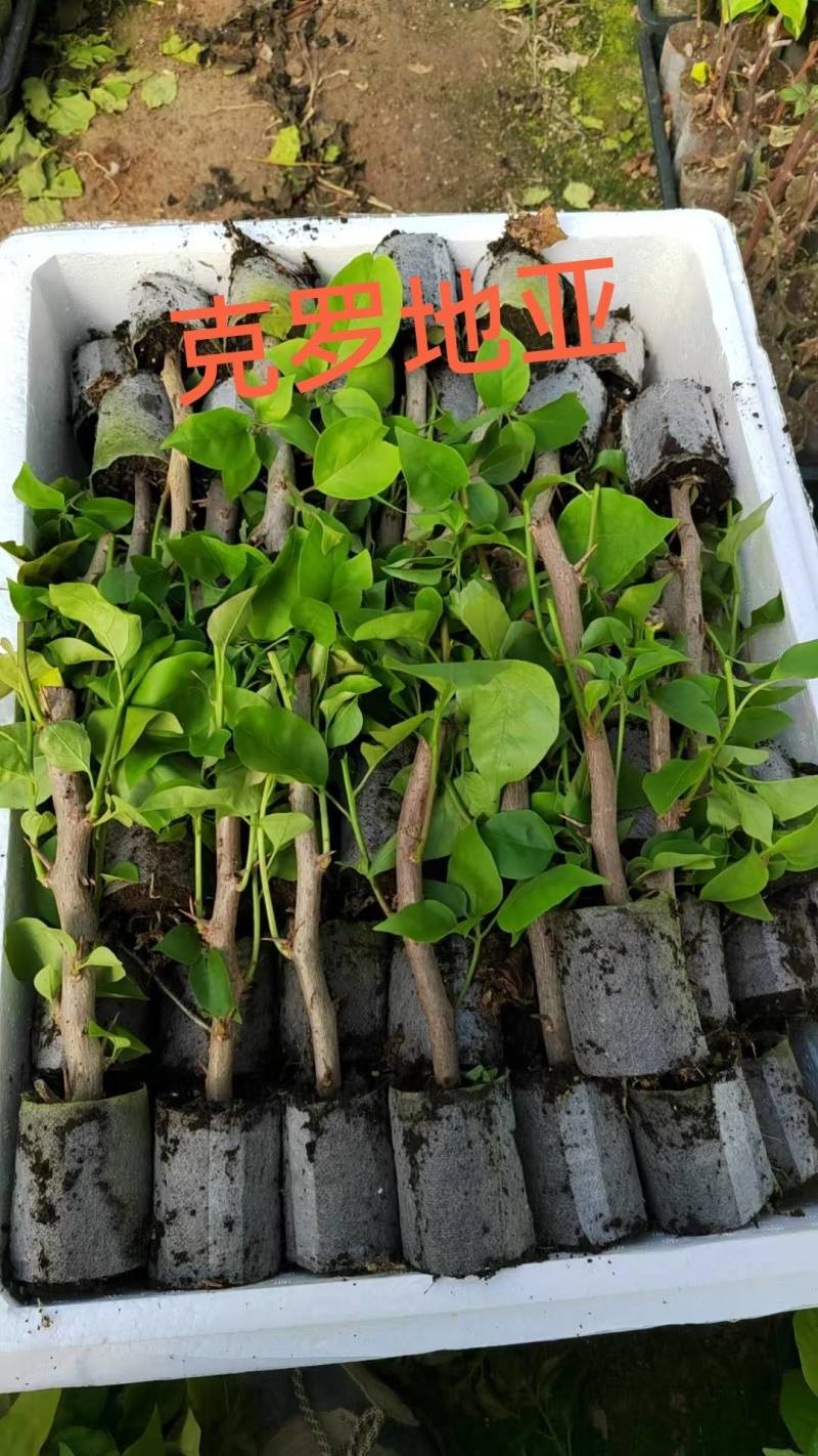 100多个品种三角梅小袋苗，基地批发，质优价美