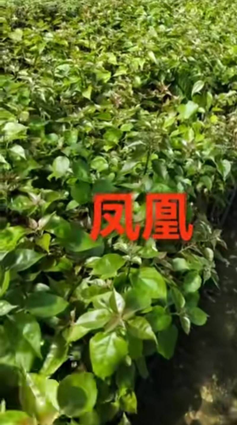 100多个品种三角梅小袋苗，基地批发，质优价美