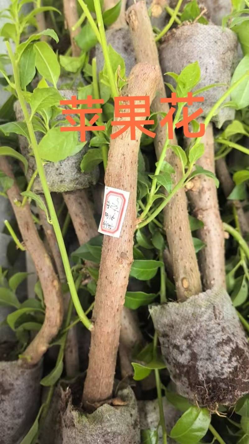 100多个品种三角梅小袋苗，基地批发，质优价美