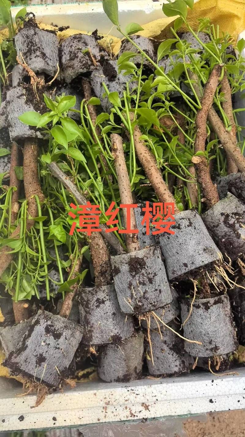 100多个品种三角梅小袋苗，基地批发，质优价美