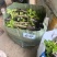 100多个品种三角梅小袋苗，基地批发，质优价美