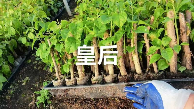 100多个品种三角梅小袋苗，基地批发，质优价美