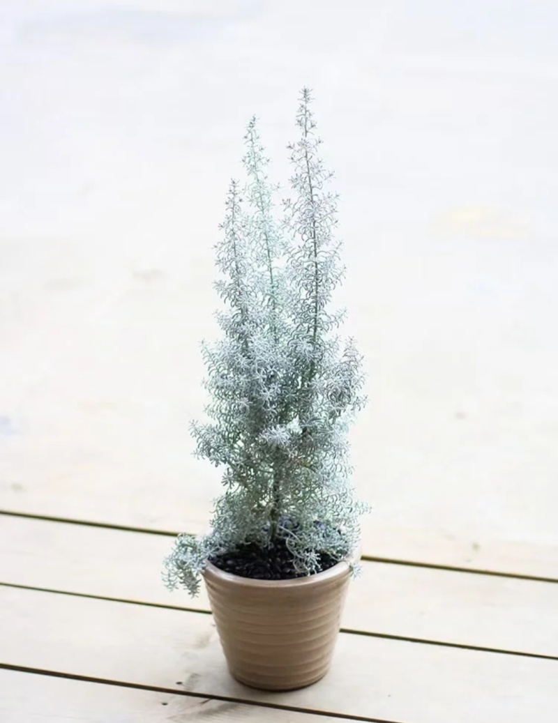 以色列地肤袋苗毛茸茸的可用于盆栽花束绿化全国发货