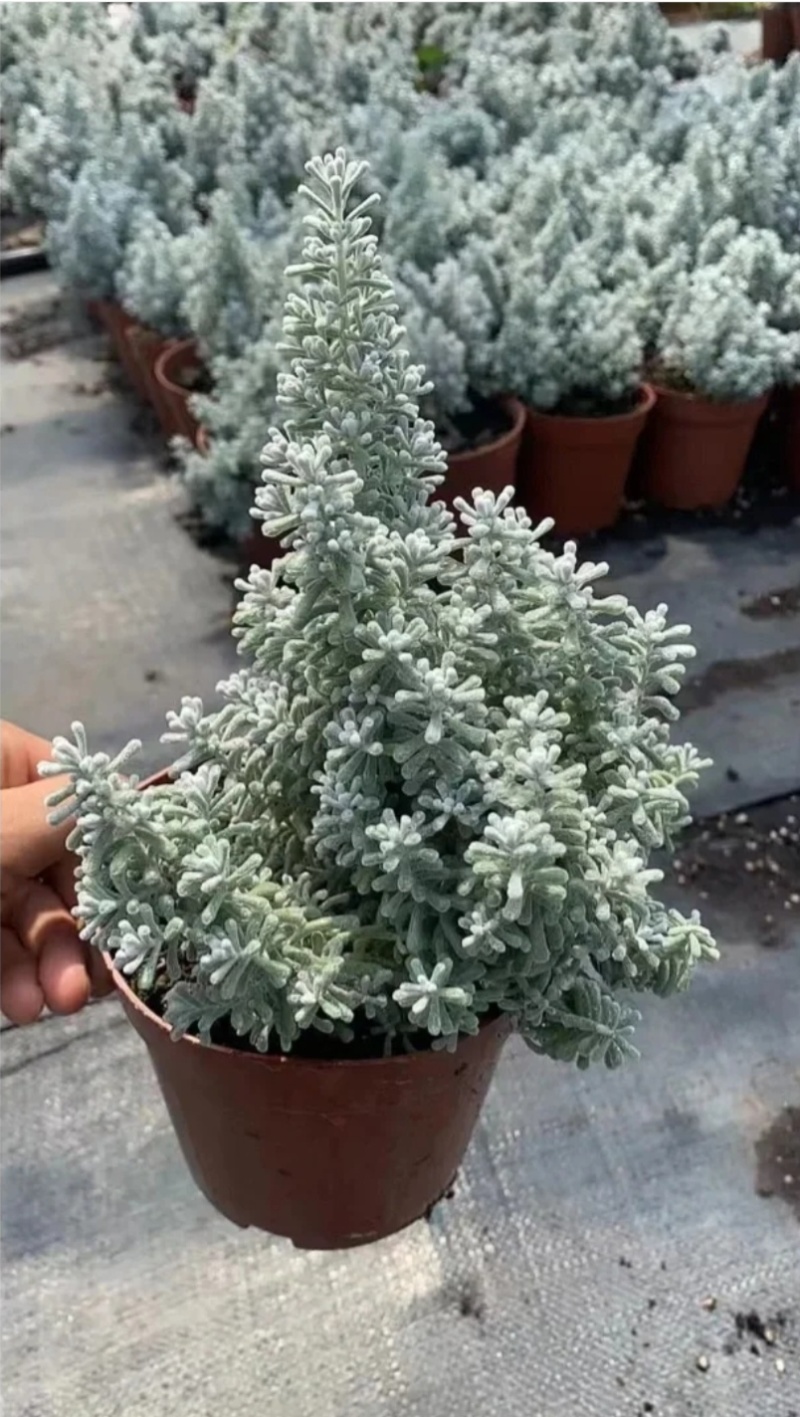 以色列地肤袋苗毛茸茸的可用于盆栽花束绿化全国发货