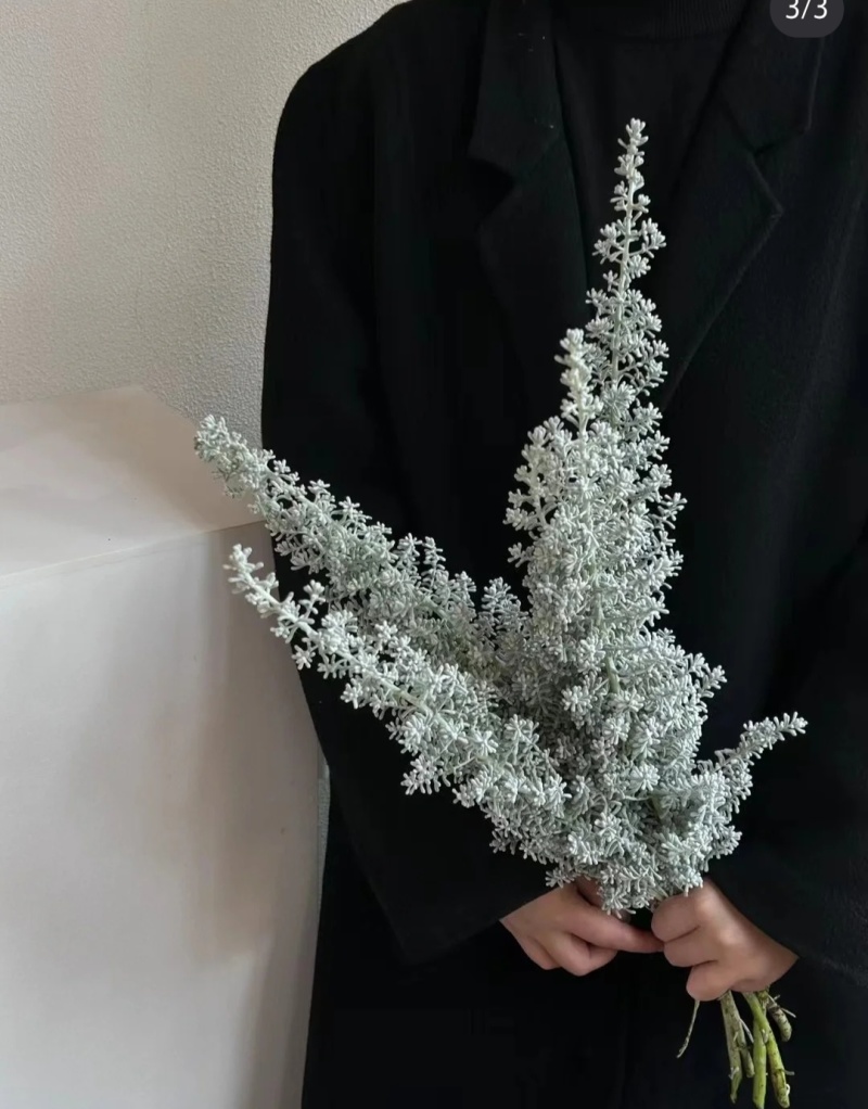 以色列地肤袋苗毛茸茸的可用于盆栽花束绿化全国发货