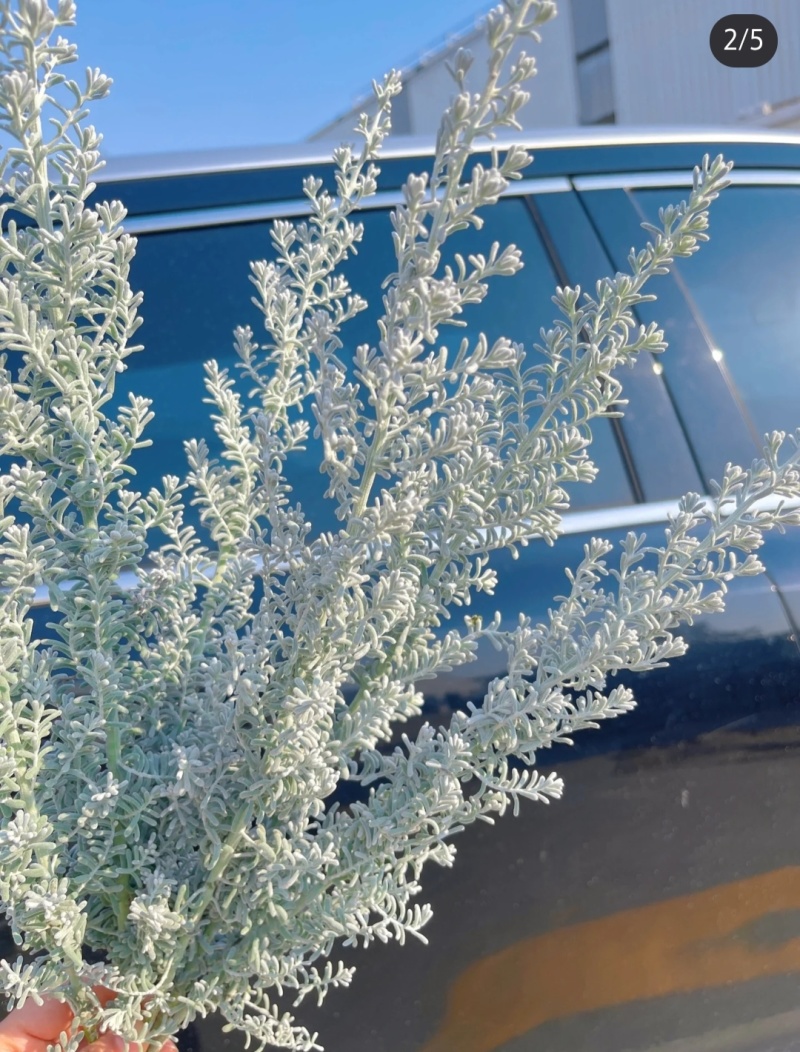 以色列地肤袋苗毛茸茸的可用于盆栽花束绿化全国发货