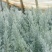 以色列地肤袋苗毛茸茸的可用于盆栽花束绿化全国发货