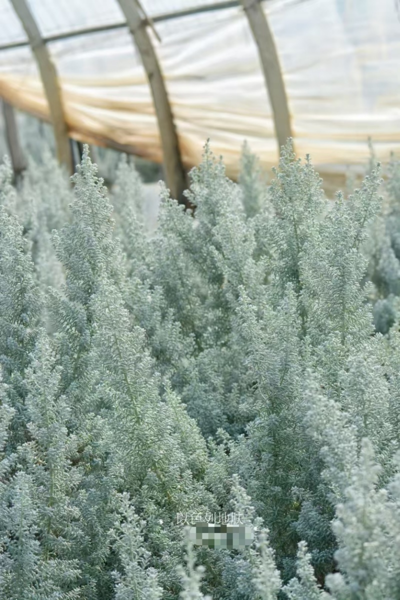 以色列地肤袋苗毛茸茸的可用于盆栽花束绿化全国发货