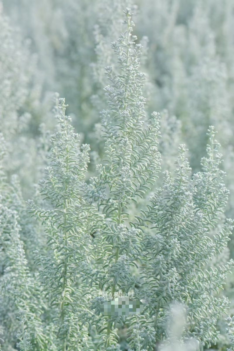 以色列地肤袋苗毛茸茸的可用于盆栽花束绿化全国发货