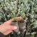 以色列地肤袋苗毛茸茸的可用于盆栽花束绿化全国发货