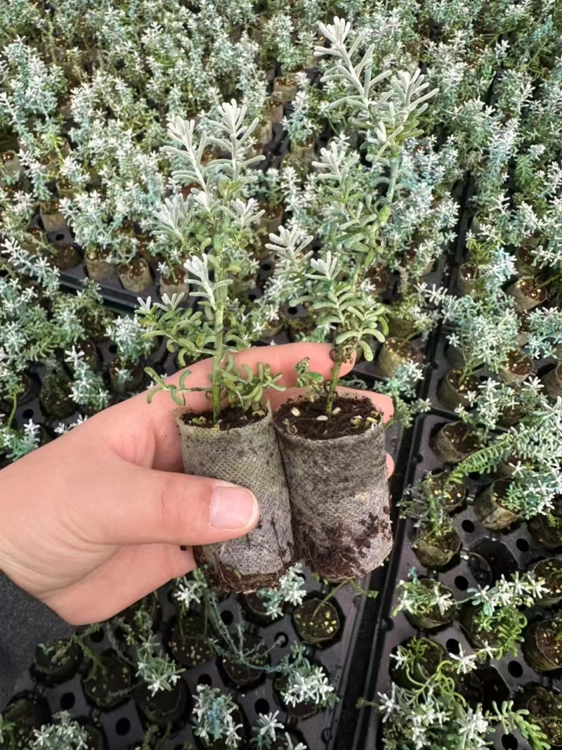 以色列地肤袋苗毛茸茸的可用于盆栽花束绿化全国发货