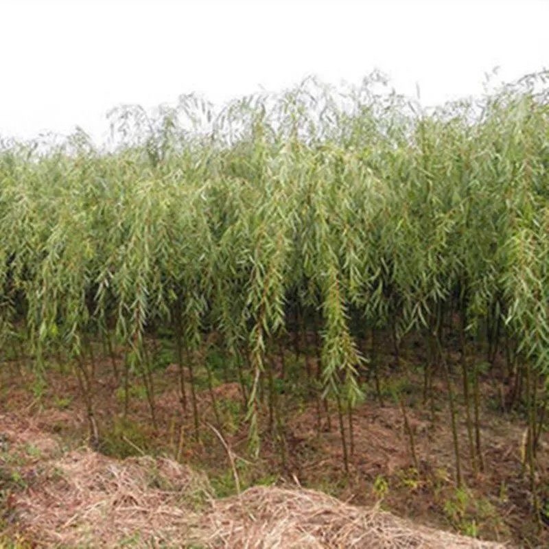 垂柳小苗黄金垂柳树苗