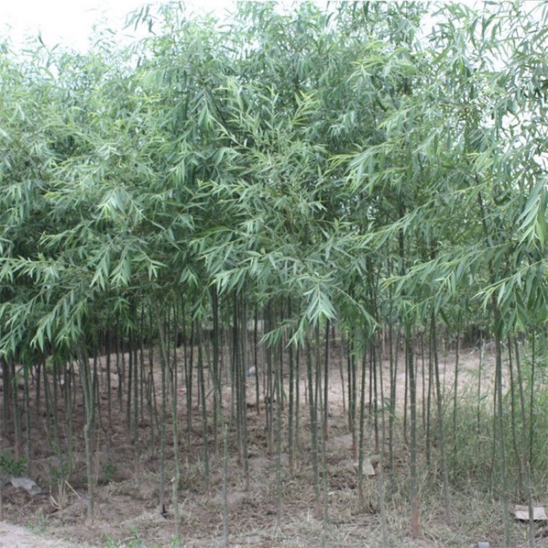 垂柳小苗黄金垂柳树苗