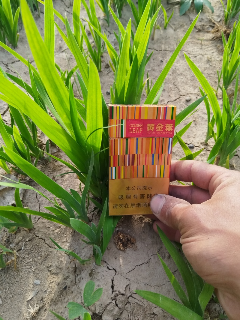 精品射干苗农民一手货源！货量充足欢迎咨询