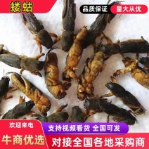 蝼蛄蝲蝲蛄货好量大不满意可以退换货代抓各种药方