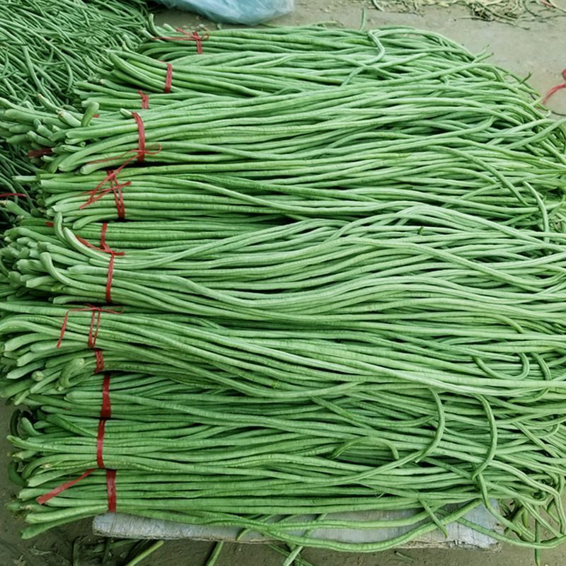 《精选长豆角》量大从优保质保量现摘现发一条龙服务