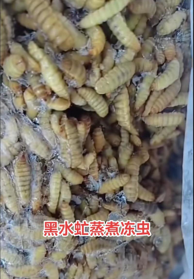 黑水虻，高蛋白，吸收好，动物适口性好，能增强抗病能力